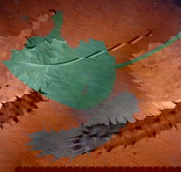 Batchelor Butterfly Farm  Pet Garden - Hotel Accommodation