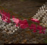 Belgrave - Hotel Accommodation