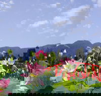 Blue Lotus Water Garden - Hotel Accommodation