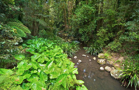 Brindle Creek Picnic Area - Hotel Accommodation 0