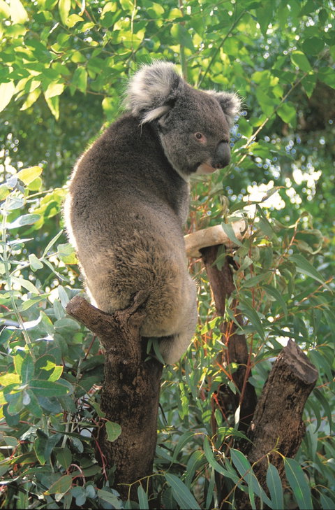 Caversham Wildlife Park - Hotel Accommodation 0