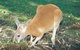 Caversham Wildlife Park - thumb 1