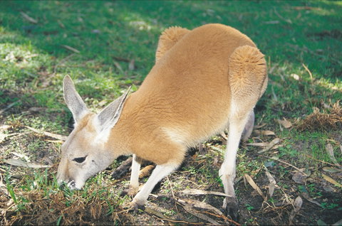 Caversham Wildlife Park - Hotel Accommodation 1