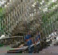 Curtain Fig Tree Yungaburra - Hotel Accommodation