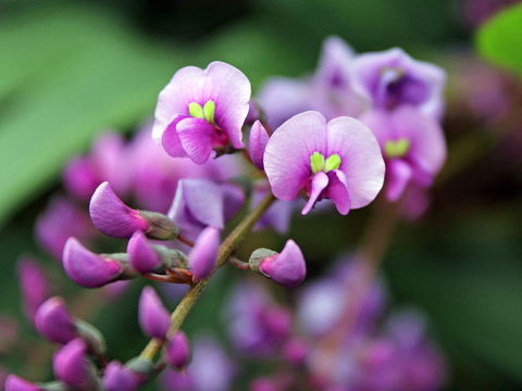 Inverawe Native Gardens - Hotel Accommodation 2