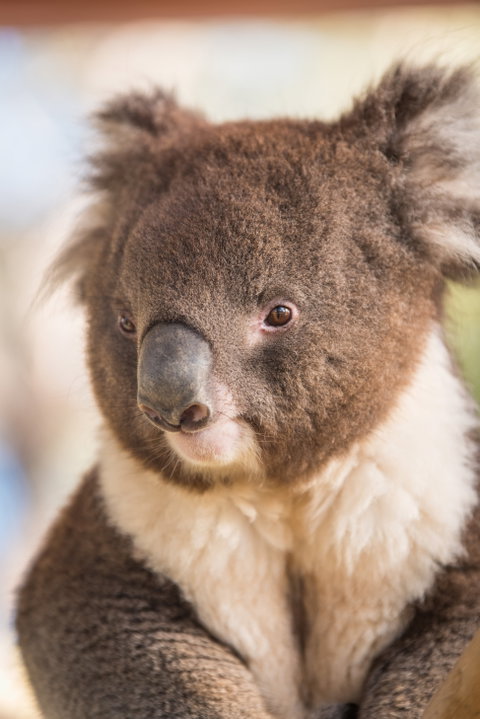 Kyabram Fauna Park - Hotel Accommodation 0