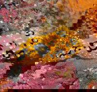 Magic Mountain Dive Site - Hotel Accommodation