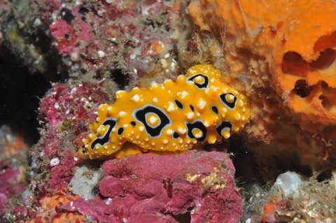 Magic Mountain Dive Site - Hotel Accommodation 0