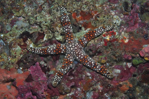Magic Mountain Dive Site - Hotel Accommodation 1