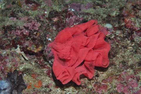 Magic Mountain Dive Site - Hotel Accommodation 2