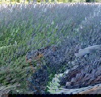 Melton - Hotel Accommodation