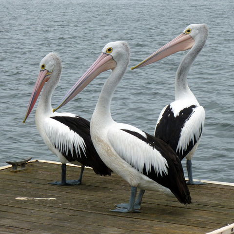 Pelican Feeding - Hotel Accommodation 0