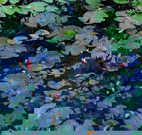 Pine Creek Water Gardens - Hotel Accommodation