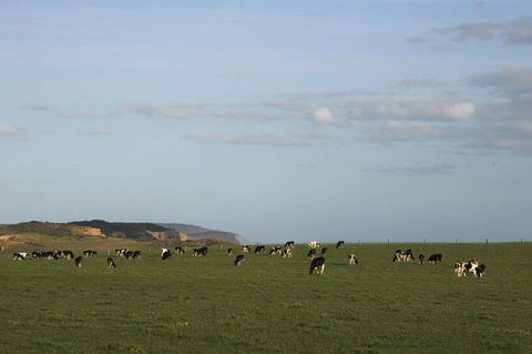 Port Campbell - Hotel Accommodation 2