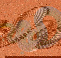 Red Desert Reptiles - Hotel Accommodation