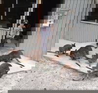 The Patriarch Wildlife Sanctuary - Hotel Accommodation