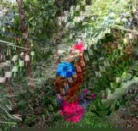 TreeTop Challenge - Sunshine Coast - Hotel Accommodation