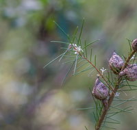 Wallumatta Loop Trail - Hotel Accommodation