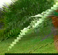 Whitsunday Green Club Golf - Hotel Accommodation