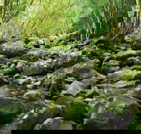 Wodi Wodi Walking Track - Hotel Accommodation