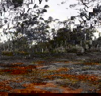 Woylie Walk Dryandra Woodland - Hotel Accommodation