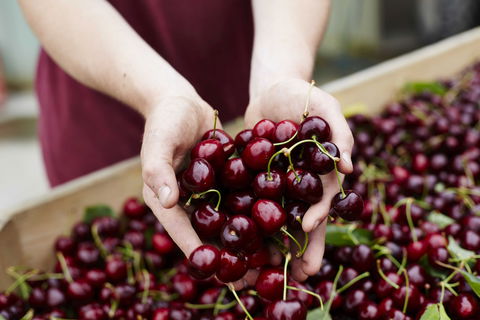 Yarra Valley Cherries - Hotel Accommodation 0