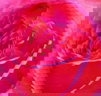 Abandon Stress Mobile Massage