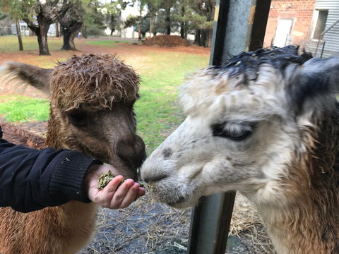 Alpaca Farm Experience At Crookwell - Hotel Accommodation 0