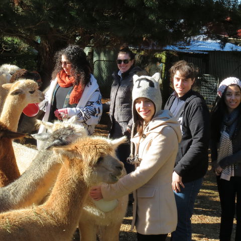 Alpaca Farm Experience At Crookwell - Hotel Accommodation 2