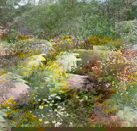 Ben Hall's Cave Walking Track - Hotel Accommodation