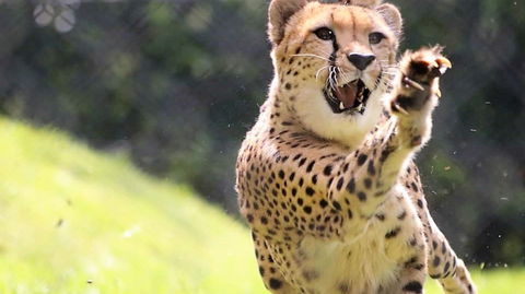 Billabong Zoo: Koala And Wildlife Park - Hotel Accommodation 0