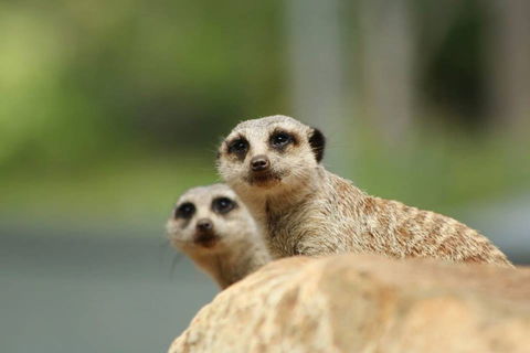 Billabong Zoo: Koala And Wildlife Park - Hotel Accommodation 1