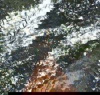 Bird Tree and Benaroon - Hotel Accommodation