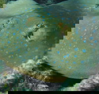 Fitzroy Island Dive Site