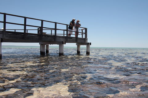 Hamelin Pool Stromatolites - Hotel Accommodation 1