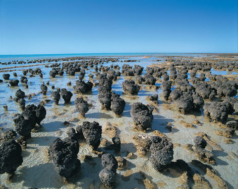 Hamelin Pool Stromatolites - Hotel Accommodation 2