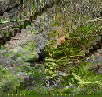 Hopetoun Falls Walking Track - Hotel Accommodation