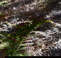 Langwarrin Flora and Fauna Reserve Walking Trails - Hotel Accommodation