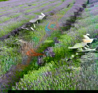 Lavandula Swiss Italian Farm