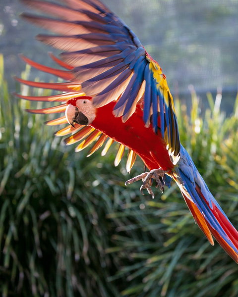 Maleny Botanic Gardens And Bird World - Hotel Accommodation 1