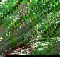 Mary Cairncross Scenic Reserve - Hotel Accommodation