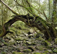 Mitchell River Walking Track - Hotel Accommodation