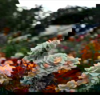 Newtown Park State Rose Garden - Hotel Accommodation