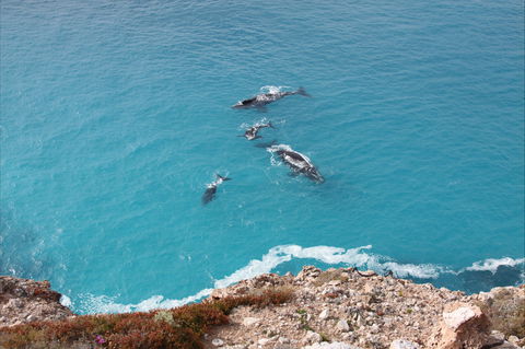 Nullarbor National Park - Hotel Accommodation 0