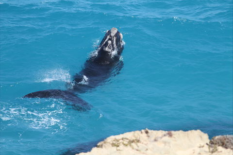 Nullarbor National Park - Hotel Accommodation 2