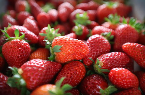 Ricardoes Tomatoes And Strawberries Farm, Port Macquarie - Hotel Accommodation 1