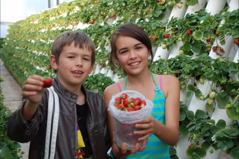 Ricardoes Tomatoes And Strawberries Farm, Port Macquarie - Hotel Accommodation 2