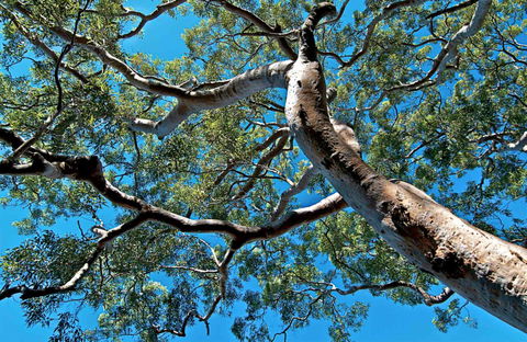 Ridge Walking Track - Hotel Accommodation 0