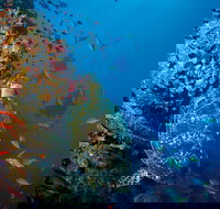 SS Yongala Dive Site - Hotel Accommodation