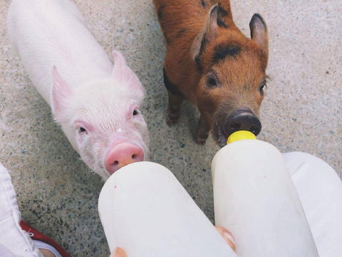 Swan Valley Cuddly Animal Farm - Hotel Accommodation 0